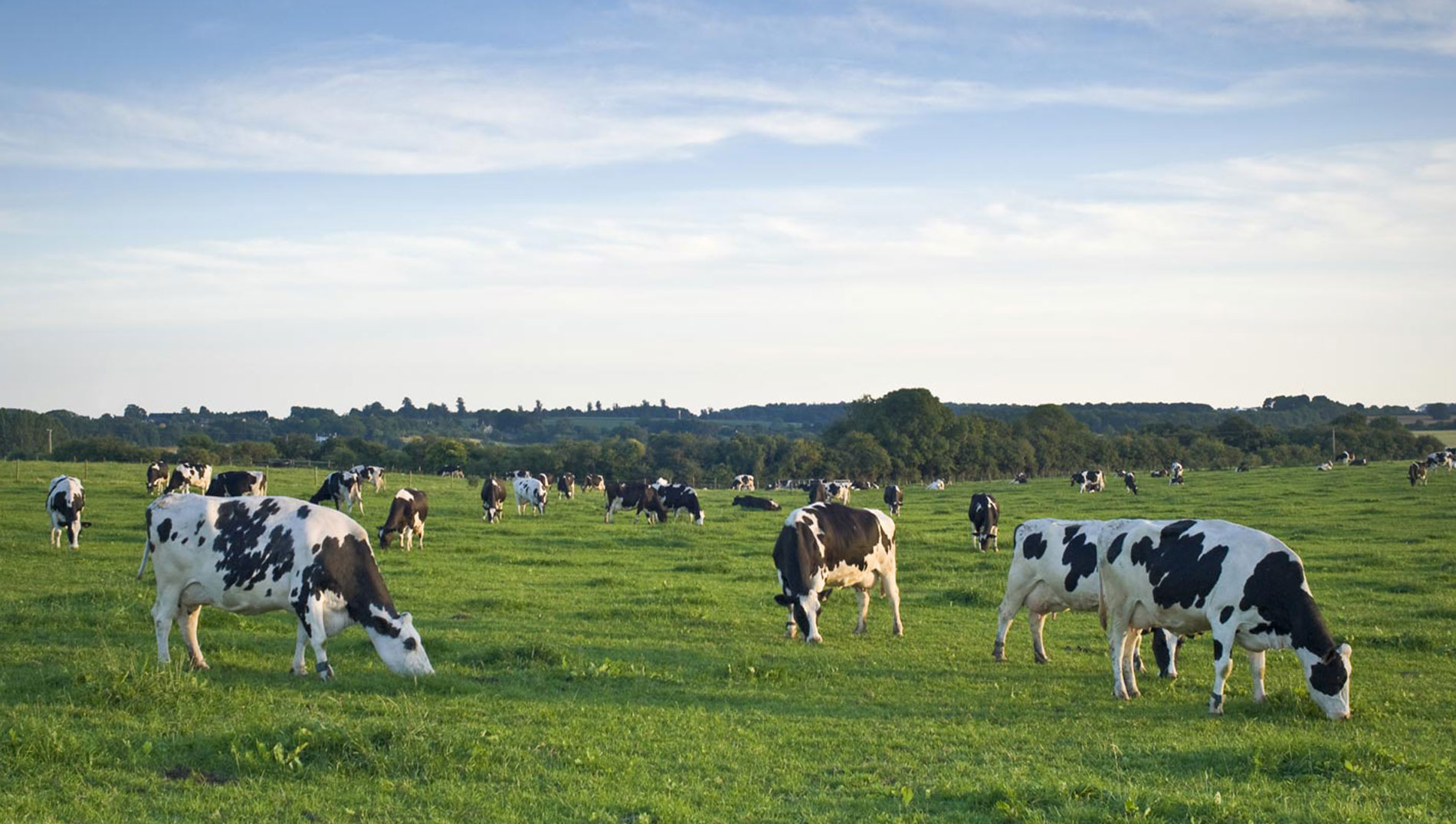 Discover the Benefits of Inleit’s Cold Filtration Process